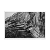 Dead Tree Boneyard Beach Florida Texture Close-up Black and White Rustic Nature Photo Framed Wall Art Print