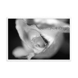 Infrared Rose Black and White Floral Nature Photo Framed Wall Art Print