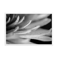 Droplets on Petals Black and White Floral Nature Photo Framed Wall Art Print