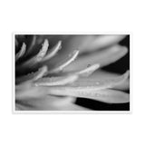Droplets on Petals Black and White Floral Nature Photo Framed Wall Art Print