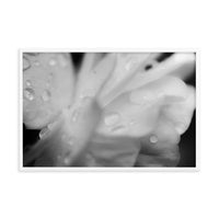 Delicate Rose Petals Black and White Floral Nature Photo Framed Wall Art Print