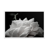 Delicate Rose Black and White Floral Nature Photo Framed Wall Art Print