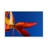 Fall Colors Botanical Nature Photo Framed Wall Art Print