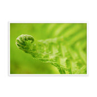 Fern Curl Botanical Nature Photo Framed Wall Art Print