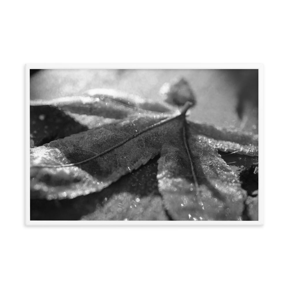 Frost Covered Leaf Black and White Botanical Nature Photo Framed Wall Art Print