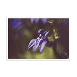 Dramatic Blue Lobelia, Blue Cardinal Flower - Abstract Merlot Effect Floral Nature Photo Framed Wall Art Print