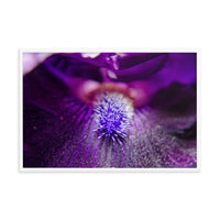 Eye of Iris Floral Nature Photo Framed Wall Art Print