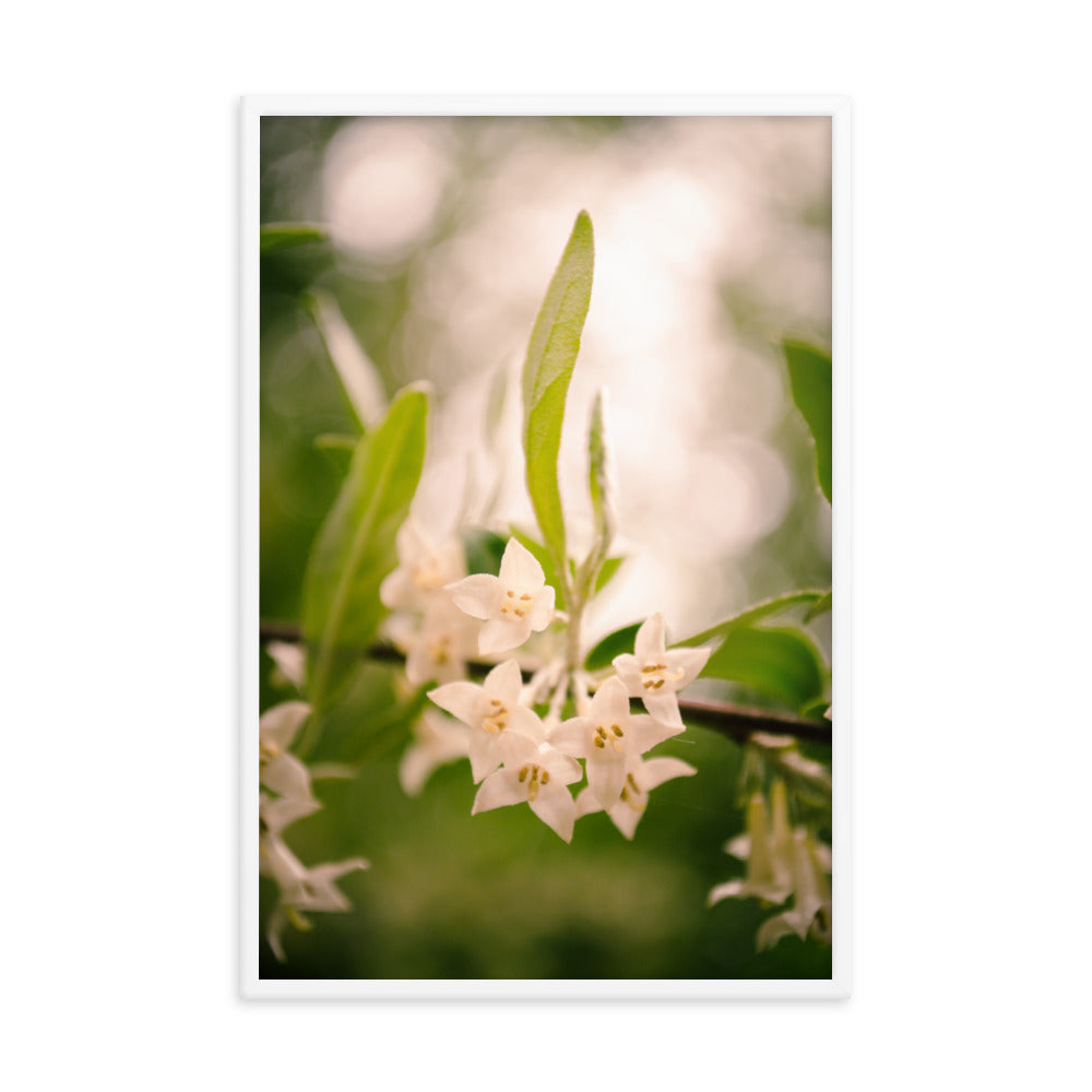 Floral Tranquility Flower Nature Photo Framed Wall Art Print