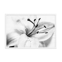 High Key Lily Black and White Floral Nature Photo Framed Wall Art Print