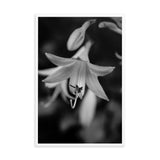 Hosta Bloom Black and White Floral Nature Photo Framed Wall Art Print