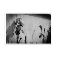 Iris on Wall Black and White Floral Nature Photo Framed Wall Art Print