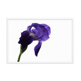 Iris On White Floral Nature Photo Framed Wall Art Print