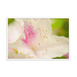 Japanese Azalea Floral Nature Photo Framed Wall Art Print