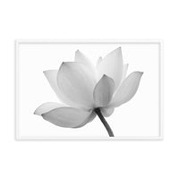 Lotus Flower Black and White Floral Nature Photo Framed Photo Paper Poster