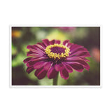 Moody Young-And-Old Age Pink Zinnia Flower Bloom Floral Nature Photo Framed Wall Art Print
