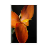 Orange Canna at Longwood Gardens Floral Nature Photo Framed Wall Art Print