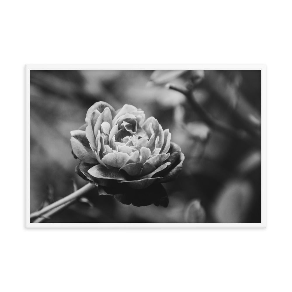 Perfect Petals Black and White Floral Nature Photo Framed Wall Art Print