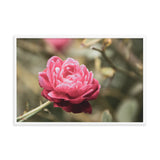 Perfect Petals Colorized Floral Nature Photo Framed Wall Art Print