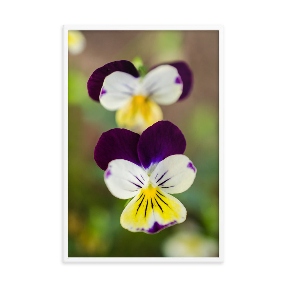 Pretty Little Violets Floral Nature Photo Framed Wall Art Print