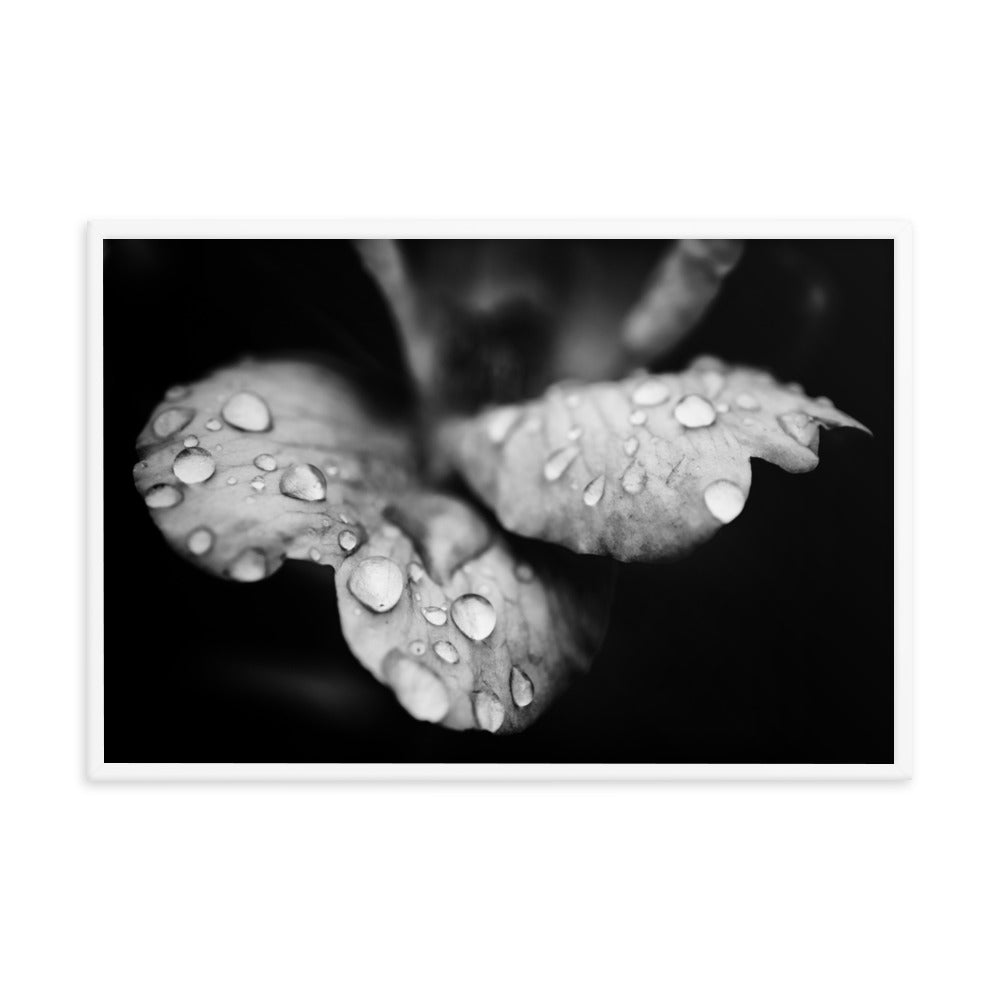 Raindrops on Wild Rose Black and White Floral Nature Photo Framed Wall Art Print