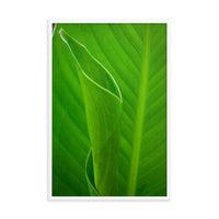 Leaves of Canna Lily Botanical Nature Photo Framed Wall Art Print