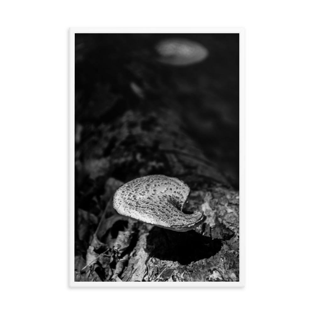 Wall Botanicals: Mushroom on Log in Black & White Rustic / Country Style Nature Photo Framed Wall Art Print