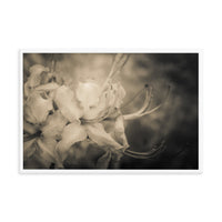 Sepia Aged Rhododendron Blooms Floral Nature Photo Framed Wall Art Print
