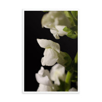 Single Snapdragon Bloom Floral Nature Photo Framed Wall Art Print
