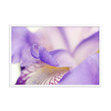 Soft Focus Iris Petals Floral Nature Photo Framed Wall Art Print