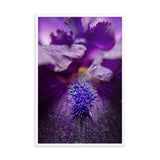 Stigma of Iris Floral Nature Photo Framed Wall Art Print