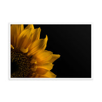 Sunflower in Corner Floral Nature Photo Framed Wall Art Print