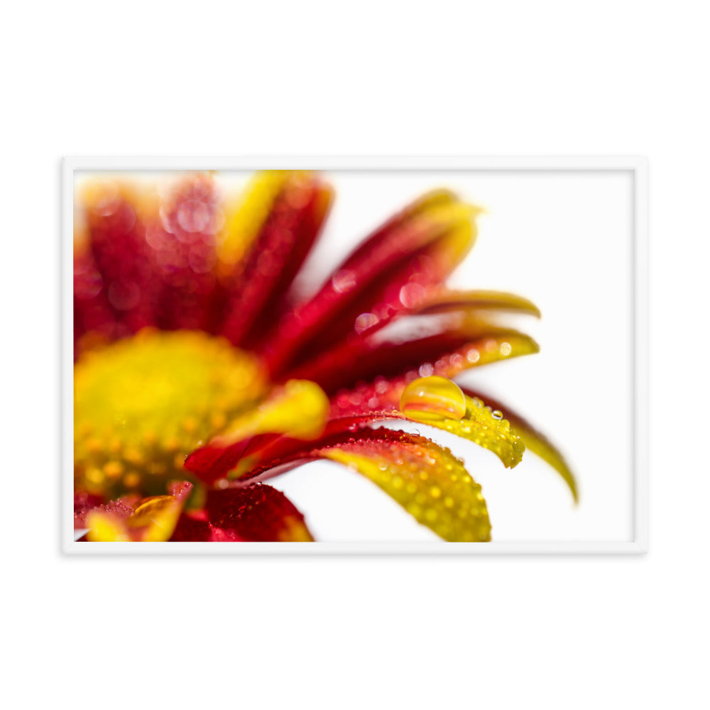 Water Droplets On Mum Petals Floral Nature Photo Framed Wall Art Print