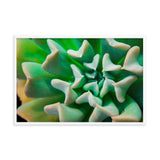 Succulent Botanical Nature Photo Framed Wall Art Print