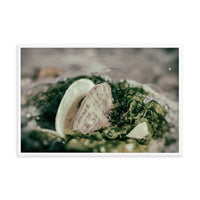 Seaweed and Shells Coastal Nature Photo Framed Wall Art Print