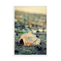 Shell at Bowers 2 Coastal Nature Photo Framed Wall Art Print