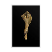 States of Erosion Image 3 Whelk Shell Coastal Nature Photo Framed Wall Art Print