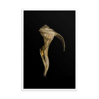 States of Erosion Image 4 Whelk Shell Coastal Nature Photo Framed Wall Art Print