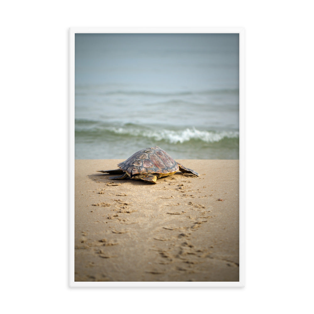 Behind Bed Artwork: Baby Sea Turtle Hatchling On The Shore/ Animal / Wildlife / Nature Photographic Artwork - Framed Artwork - Wall Decor