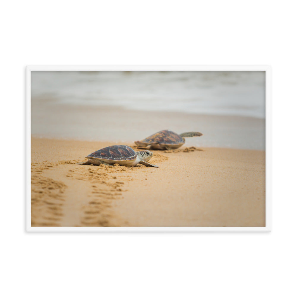 Art At Home Bedrooms: Hawksbill Sea Turtle Hatchlings at the Shore / Animal / Wildlife / Nature Photographic Artwork - Framed Artwork - Wall Decor