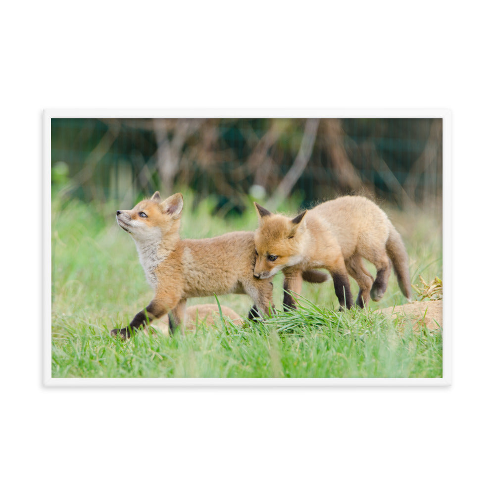 Prints For Childrens Bedrooms: Playful Baby Red Fox Pups In Field - Animal / Wildlife / Nature Artwork - Wall Decor - Framed Wall Art Print