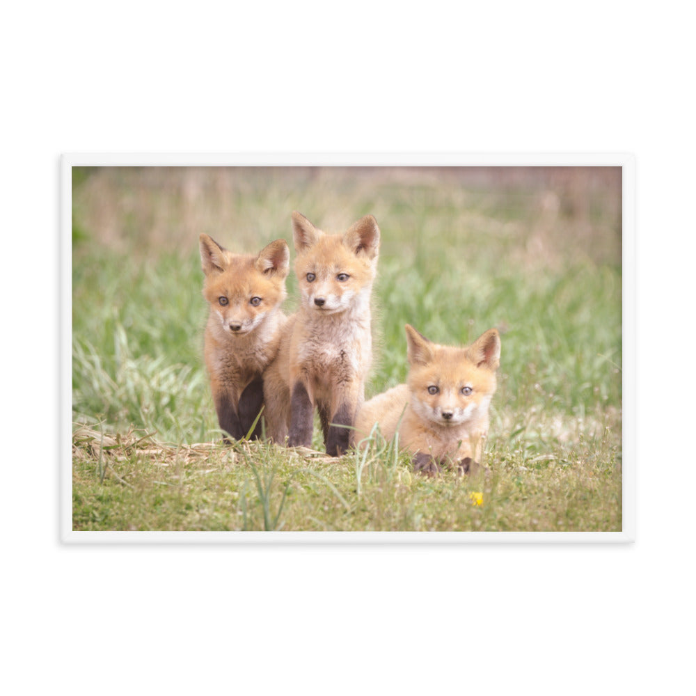 Baby Red Foxes Siblings Animal Wildlife Photograph Framed Wall Art Prints