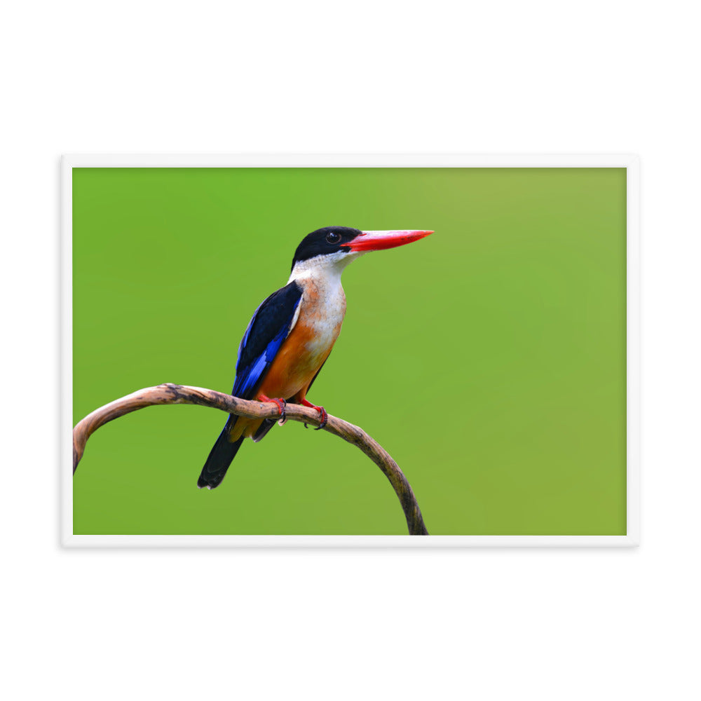 Black Capped Kingfisher Bird on Perch Animal Wildlife Photograph Framed Wall Art Prints