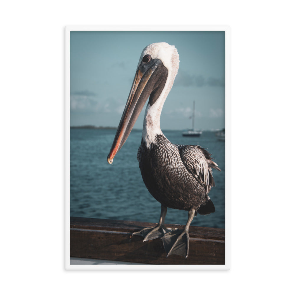 Bob The Pelican 2 Colorized Wildlife Photo Framed Wall Art Prints