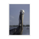 Bob The Pelican Bird Color Wildlife Photo Framed Wall Art Prints
