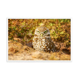 Burrowing Owl in Golden Light Wildlife Nature Photo Framed Wall Art Prints
