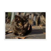 Chocolate the Stray Kitten Animal Wildlife Cat Photograph Framed Wall Art Prints
