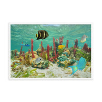 Colorful Tropical Fish Marine Life Coral Reef Caribbean Sea Water Animal Wildlife Photograph Framed Wall Art Print