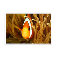 Close-up Orange Tropical Clownfish Face in Coral Animal Wildlife Photograph Framed Wall Art Print