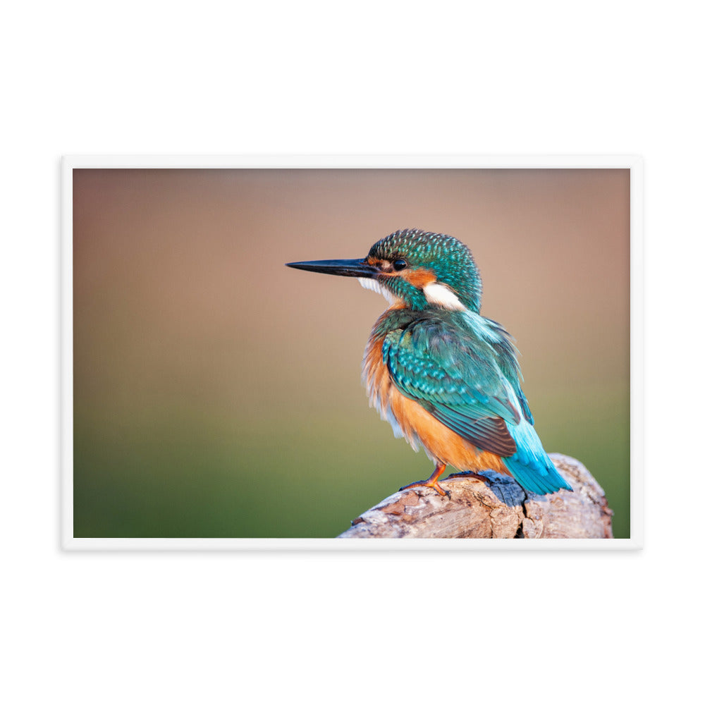 Common Kingfisher Bird on Perch Animal Wildlife Photograph Framed Wall Art Prints