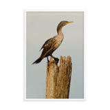 Double Crested Cormorant Animal Wildlife Photograph Framed Wall Art Prints